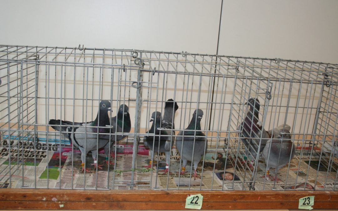 Clubdag 11 april, duivenevenementen weer toegestaan !!!