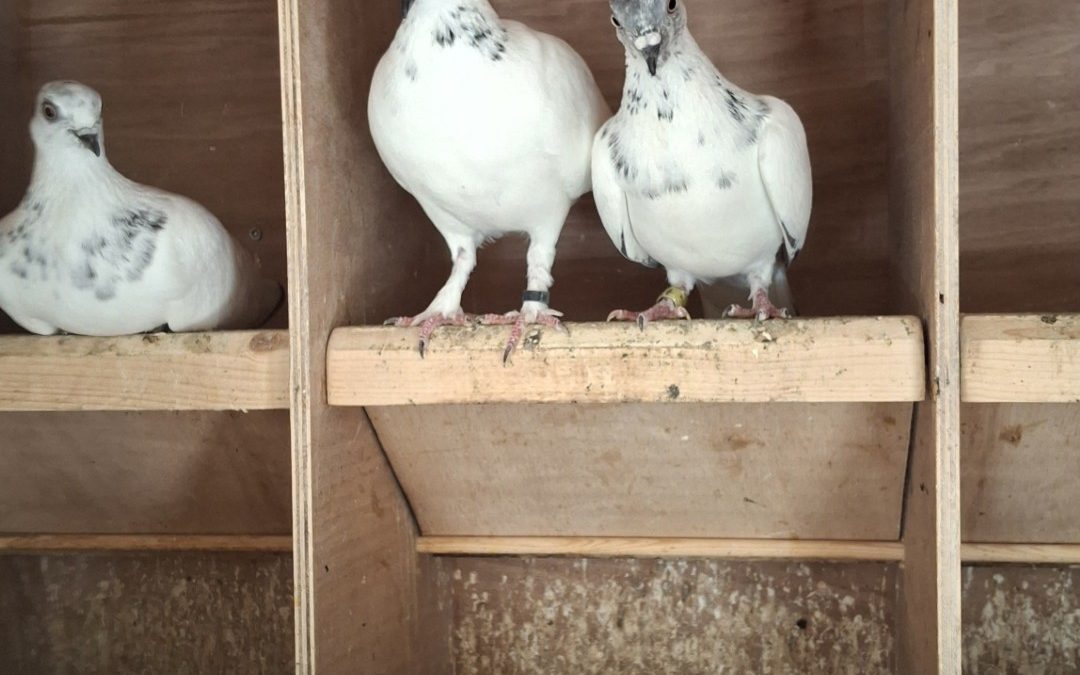 Gratis af te halen 1 kweekkoppel Wener Hoogvliegers wegens overbezetting.
