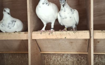 Gratis af te halen 1 kweekkoppel Wener Hoogvliegers wegens overbezetting.