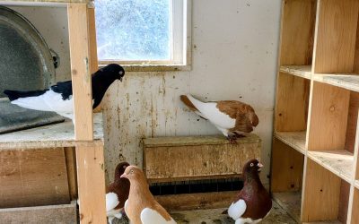 De Lausitzer Purzler