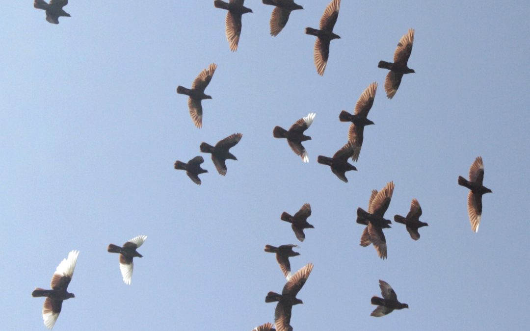 Nederlandse hoogvliegers dansen boven Friesland
