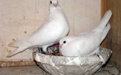 Koppel Csepelers Te Koop