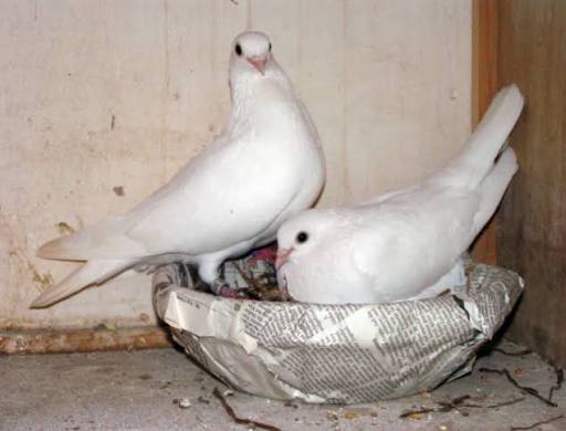 Koppel Csepelers Te Koop