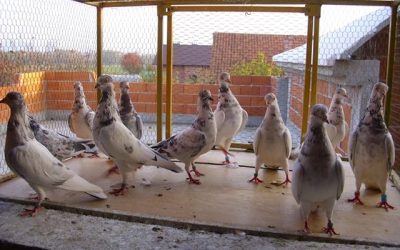 Tippler duivin gezocht