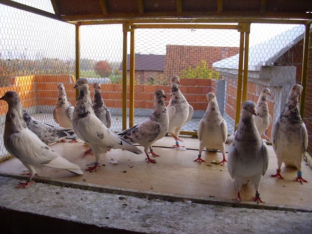 Tippler duivin gezocht